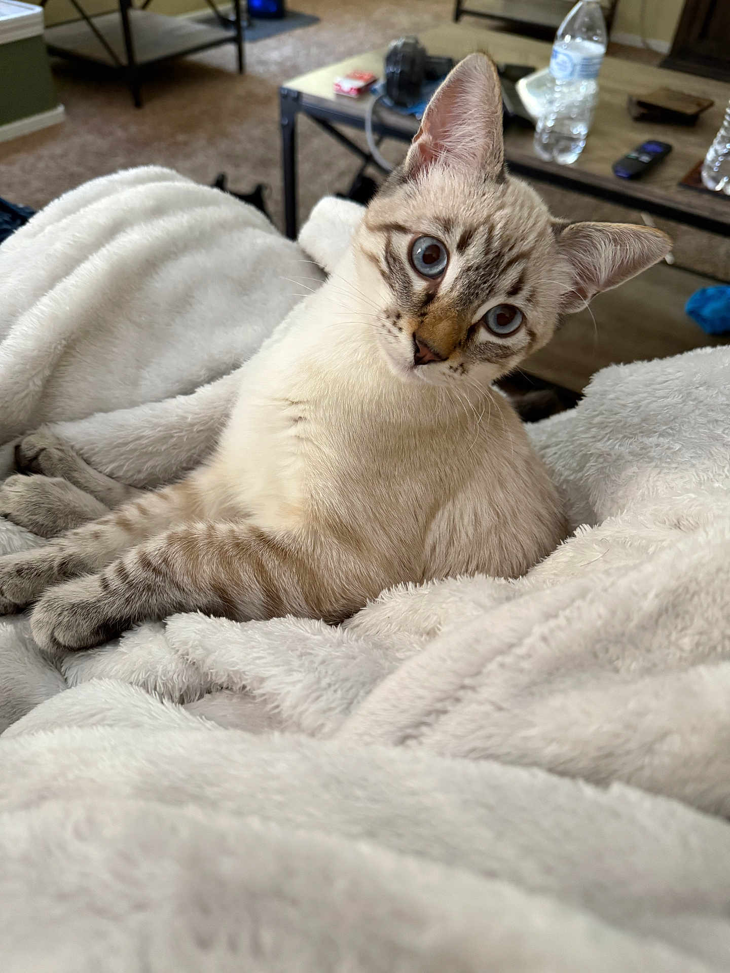 Zeus
