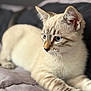 Zeus is registered to the contest to win money with this photo: kitten, cat, feline, blue_eyes, fur, whiskers, paws, bed, blanket, indoor, close_up, animal, pet, cute, soft, relaxed, lying_down, domestic, young, curious