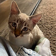 Zeus is registered to the contest to win money with this photo: kitten, cat, blue_eyes, denim, jeans, shoe, sneaker, carpet, floor, glass_table, curious, indoor, pet, young_cat, closeup, feline, whiskers, ears, domestic_animal, looking_up