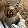 kitten, cat, blue_eyes, denim, jeans, shoe, sneaker, carpet, floor, glass_table, curious, indoor, pet, young_cat, closeup, feline, whiskers, ears, domestic_animal, looking_up