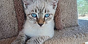 Zeus is registered to the contest to win money with this photo: kitten, cat, blue_eyes, cat_tree, carpeted, pet, animal, feline, indoor, resting, curious, cute, portrait, two_cats, close_up, soft_texture, natural_light, cozy, peeking, young_cat