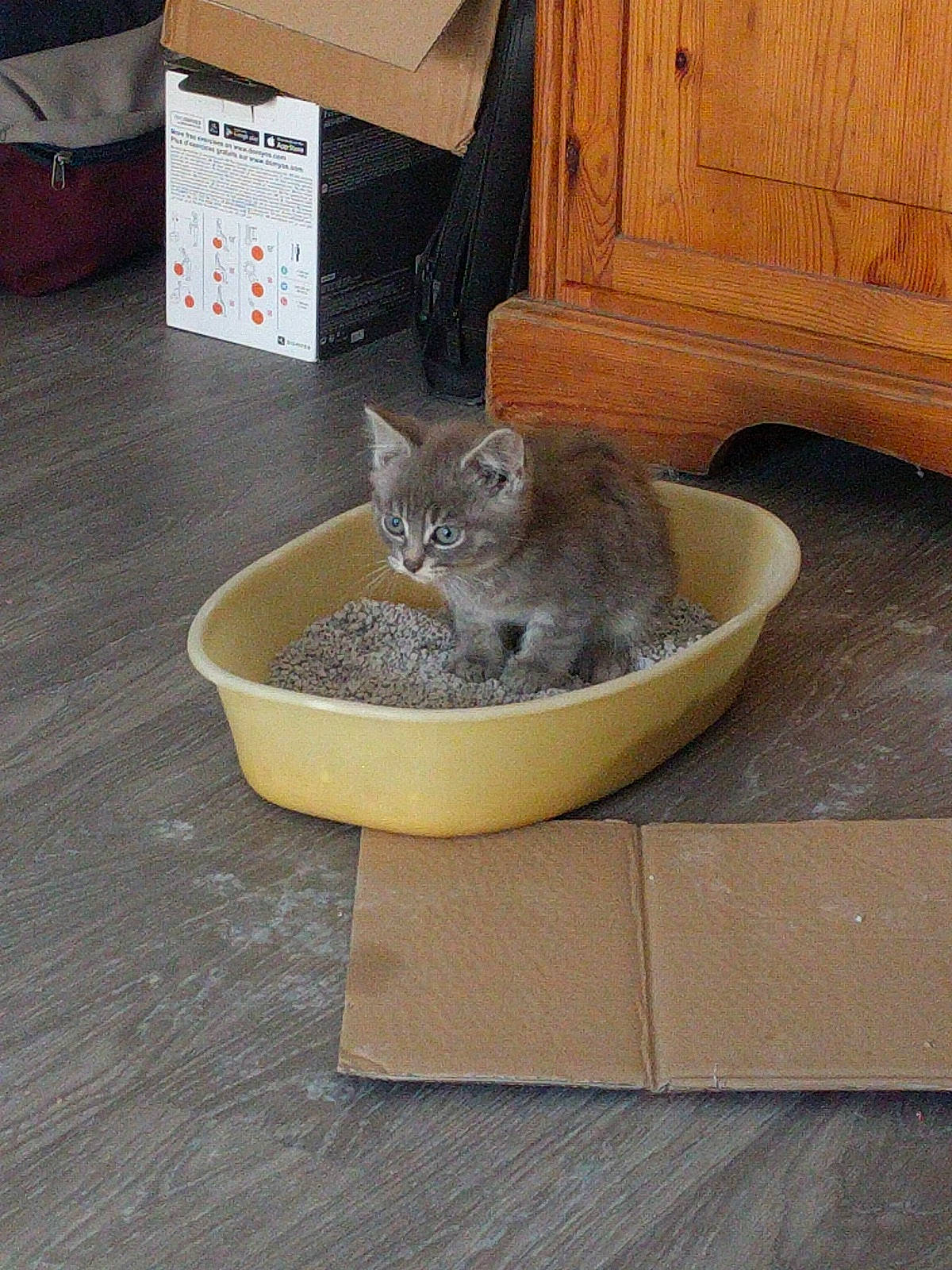 Negan participe au concours pour gagner de l'argent avec cette photo : asian, carnivore, cat, cat_supply, domestic_short_haired_cat, european_shorthair, fawn, felidae, floor, flooring, hardwood, kitten, mammal, small_to_medium_sized_cats, whiskers, wood