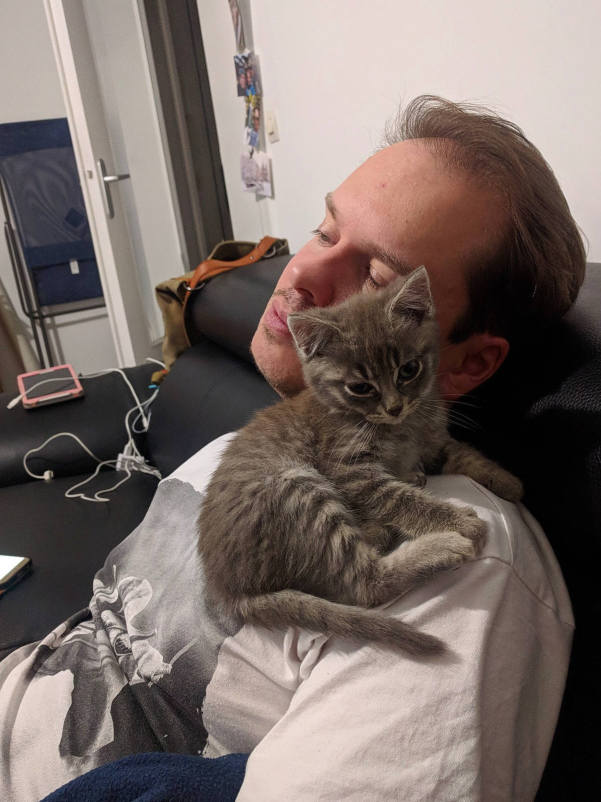 Negan participe au concours pour gagner de l'argent avec cette photo : american_shorthair, asian, carnivore, cat, comfort, domestic_short_haired_cat, dragon_li, ear, european_shorthair, felidae, fur, kitten, nebelung, pixie_bob, shoulder, sitting, skin, small_to_medium_sized_cats, tabby_cat, whiskers