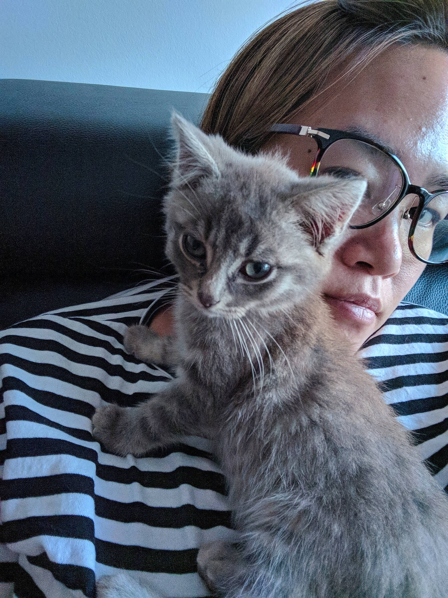 Negan a rejoint le concours — aidez-le/la à gagner de superbes lots ! american_shorthair, asian, british_semi_longhair, carnivore, cat, domestic_short_haired_cat, dragon_li, ear, european_shorthair, felidae, fur, kitten, mammal, nebelung, pixie_bob, siberian, small_to_medium_sized_cats, tabby_cat, vertebrate, whiskers