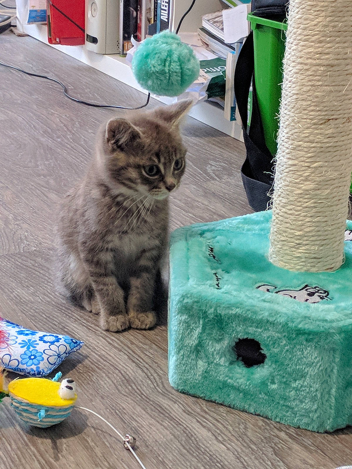 Negan participe au concours pour gagner de l'argent avec cette photo : asian, carnivore, cat, domestic_short_haired_cat, european_shorthair, felidae, kitten, ocicat, polydactyl_cat, small_to_medium_sized_cats, tabby_cat, tail, whiskers