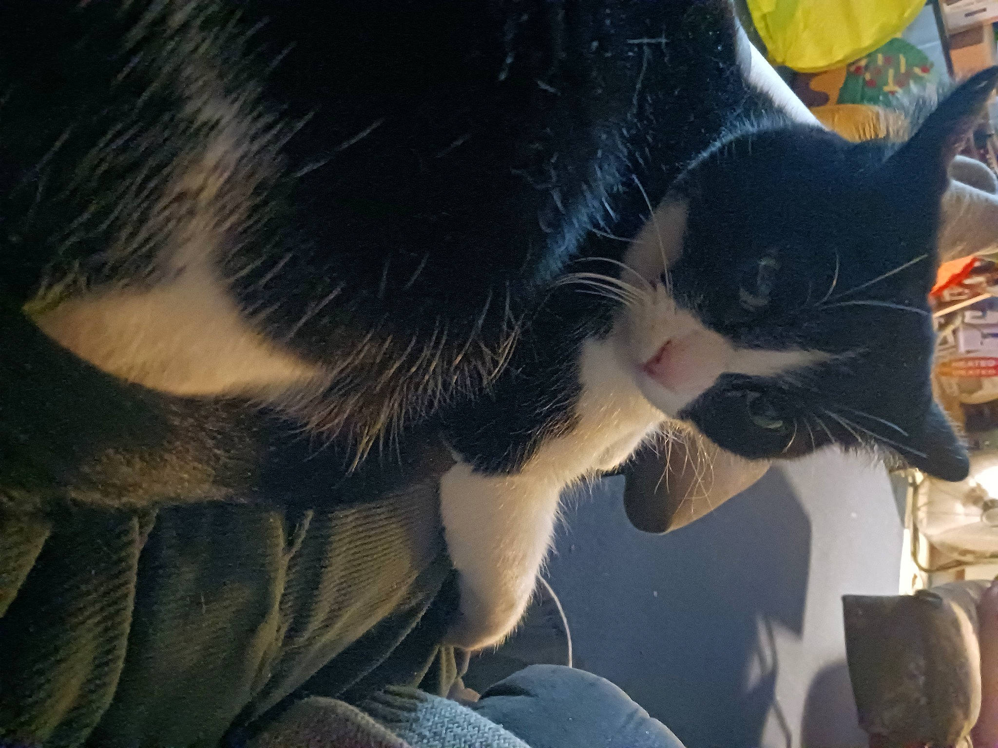 Pinkninja is registered to the contest to win money with this photo: black_cat, black_hair, carnivore, cat, claw, comfort, domestic_short_haired_cat, felidae, fur, human_leg, lap, love, paw, plant, small_to_medium_sized_cats, snout, tail, whiskers