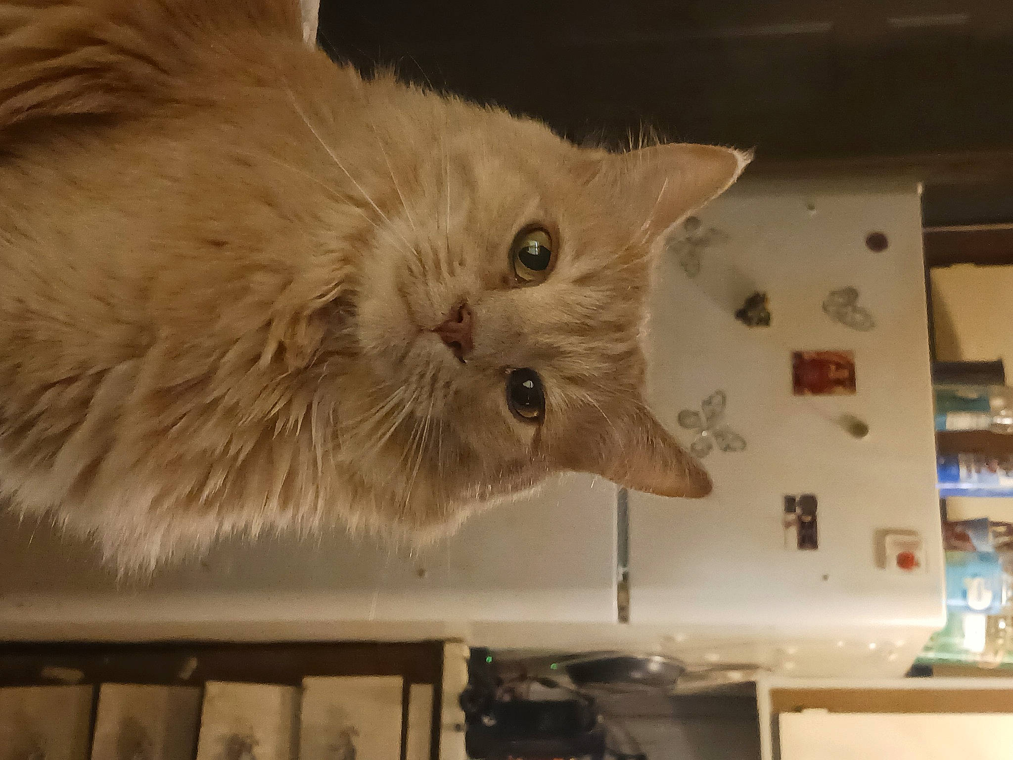 Kiwininjasskicker joined the competition — help win amazing prizes! british_longhair, carnivore, cat, domestic_short_haired_cat, fawn, felidae, fur, paw, persian, room, shelf, shelving, small_to_medium_sized_cats, snout, tail, whiskers, wood