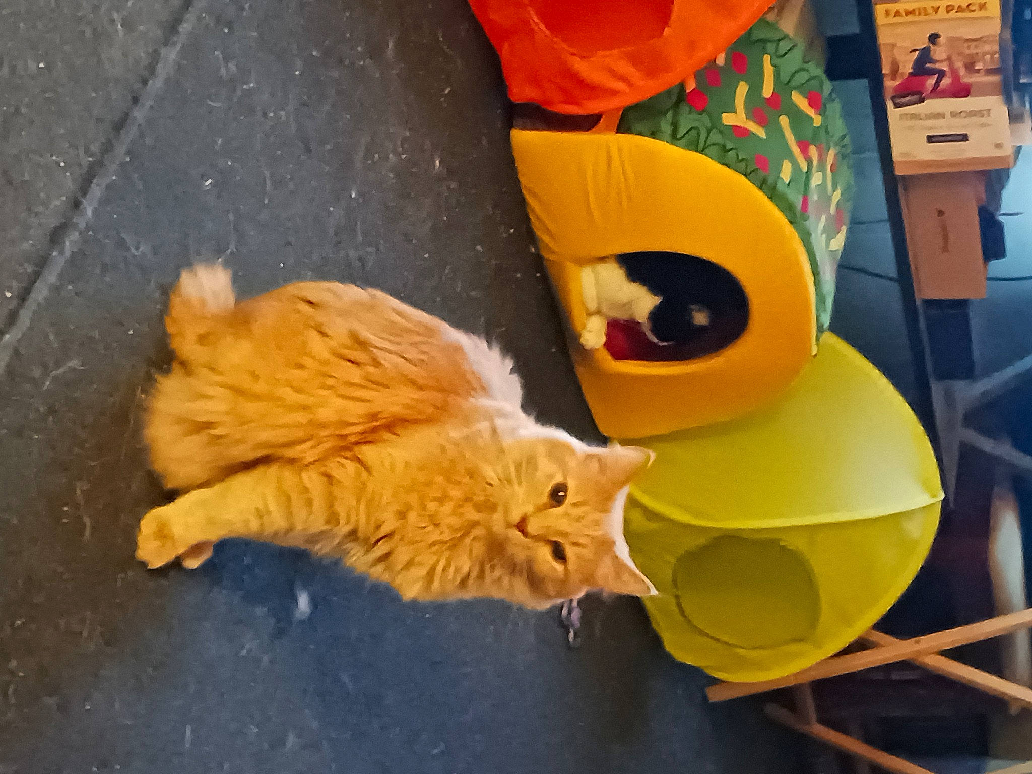 Kiwininjasskicker is registered to the contest to win money with this photo: asphalt, carnivore, cat, claw, comfort, domestic_short_haired_cat, fawn, felidae, fur, orange, paw, road_surface, small_to_medium_sized_cats, snout, tail, whiskers, wood