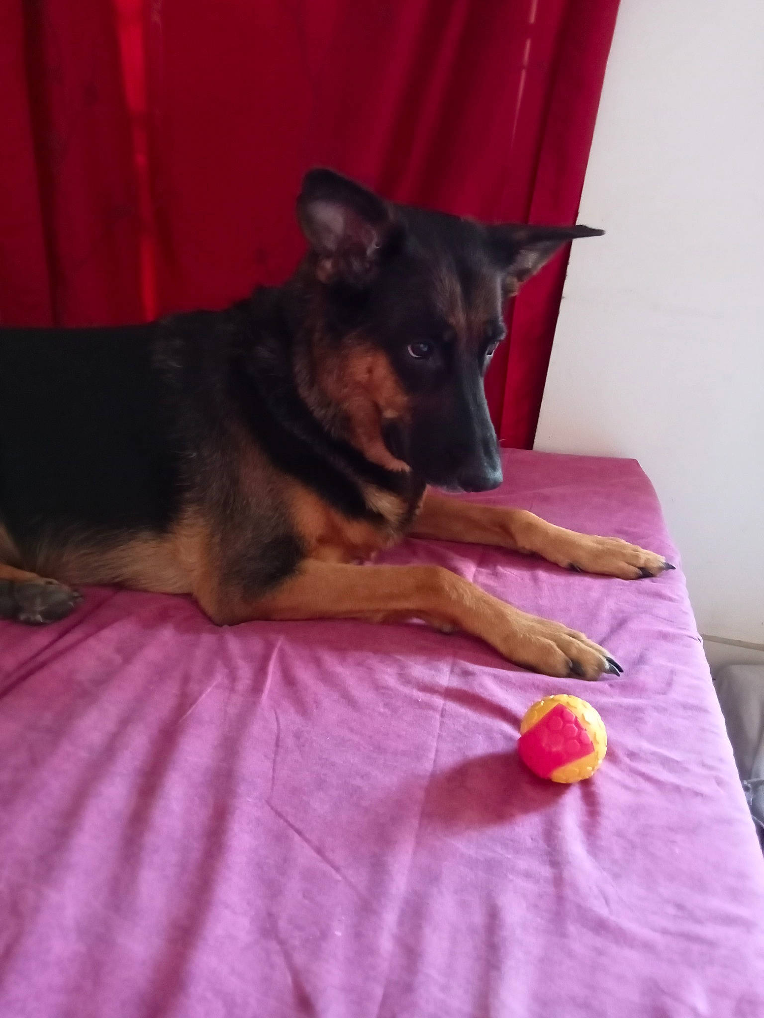 Tara participe au concours pour gagner de l'argent avec cette photo : bed, canidae, carnivore, comfort, companion_dog, curtain, dog, dog_breed, dog_supply, fawn, flooring, hardwood, linens, magenta, purple, snout, sporting_group, toy_dog, whiskers, working_dog