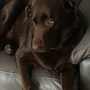 Kona is registered to the contest to win money with this photo: animal, brown_dog, canine, carpet, companion, couch, dog, domestic_animal, ear, fur, furniture, home, indoor, leather_couch, lounge, paw, pet, relaxing, resting, snout