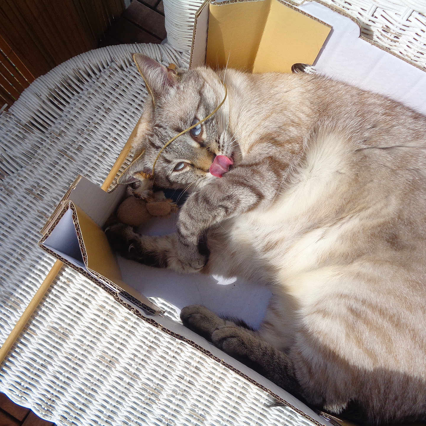 Kéké a rejoint le concours — aidez-le/la à gagner de superbes lots ! animal, cardboard_box, cat, close_up, cozy, domestic, feline, fur, indoor, paw, pet, playful, relaxed, resting, striped, sunlight, tabby, tongue_out, whiskers, wicker_table
