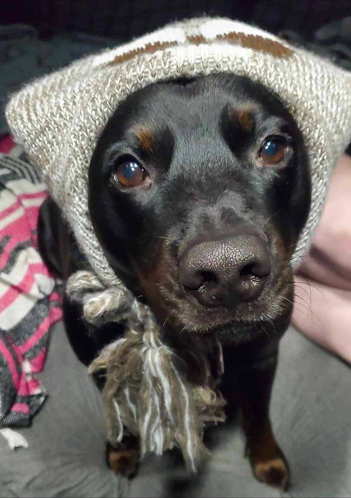 Jake joined the competition — help win amazing prizes! borador, canidae, carnivore, collar, companion_dog, dog, dog_breed, dog_collar, fur, gun_dog, hat, hunting_dog, labrador_retriever, liver, retriever, snout, sporting_group, whiskers, working_animal