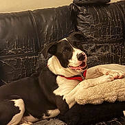 Cody is registered to the contest to win money with this photo: black_and_white_dog, blanket, closeup, collar, couch, dog, home, indoor, living_room, paw, pet, pillow, relaxed, shoe, sitting, smiling, texture, tongue, torn_upholstery, worn_leather