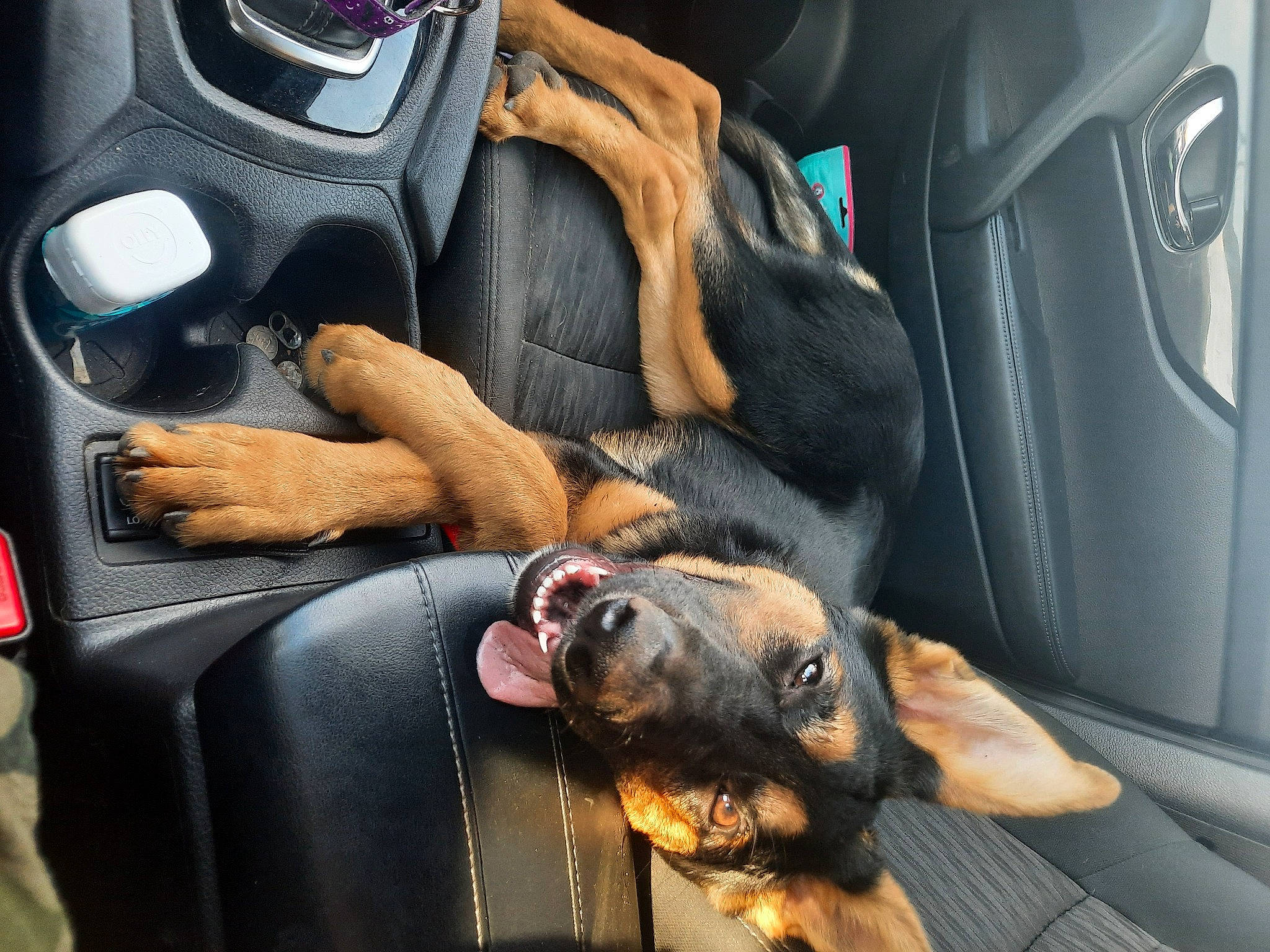 Sable joined the competition — help win amazing prizes! auto_part, automotive_design, car, car_seat, car_seat_cover, carnivore, comfort, companion_dog, dog, dog_breed, family_car, guard_dog, head_restraint, luxury_vehicle, motor_vehicle, personal_luxury_car, steering_wheel, vehicle, vehicle_door, working_dog