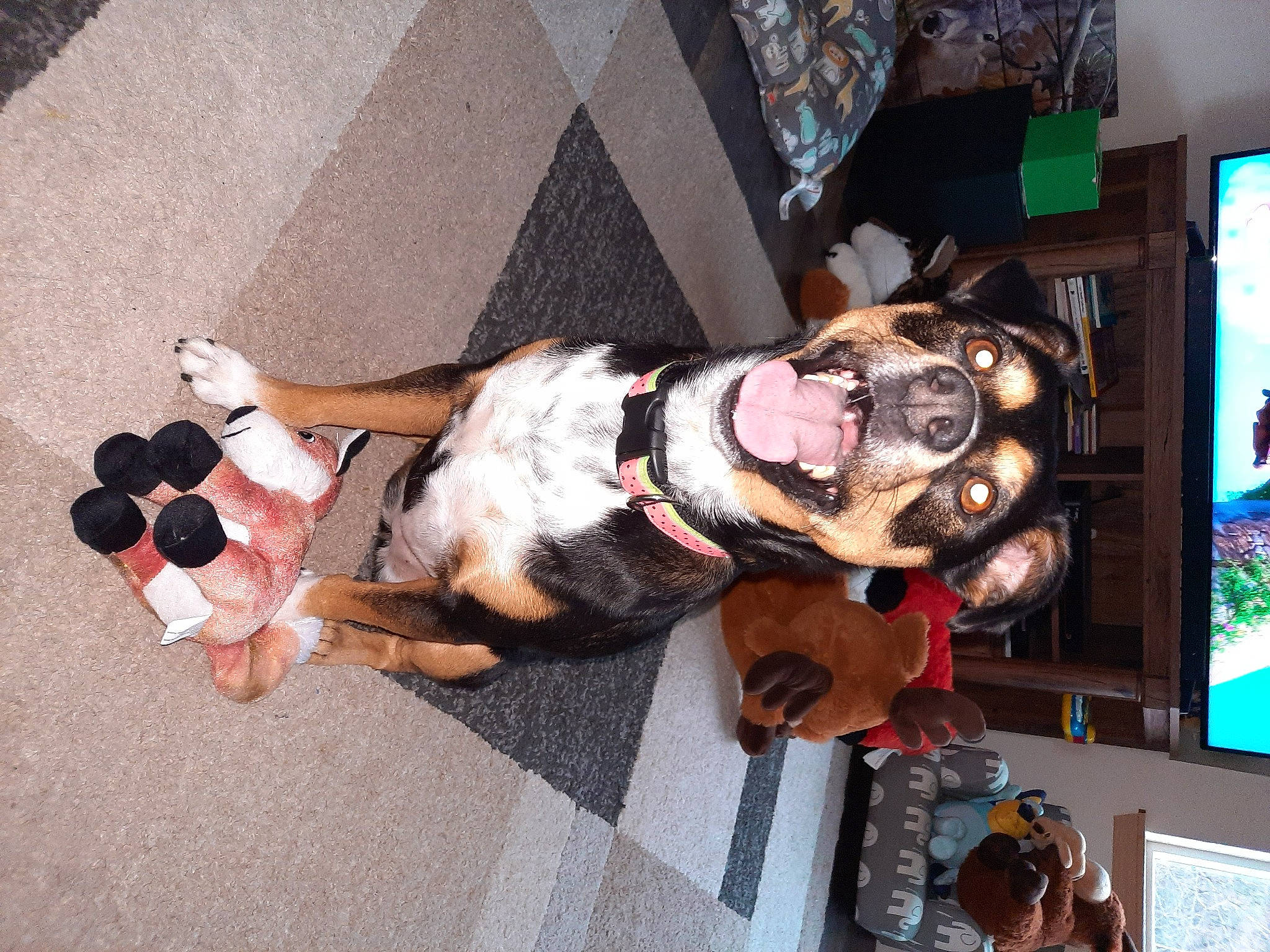 Pandora is registered to the contest to win money with this photo: carnivore, collar, companion_dog, costume, dog, dog_breed, dog_collar, dog_supply, eyewear, fawn, flooring, fun, fur, human_leg, leash, machine, pattern, sporting_group, thigh, working_animal