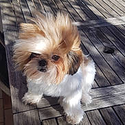 Naya a rejoint le concours — aidez-le/la à gagner de superbes lots ! carnivoran, cavachon, chinese_imperial_dog, companion_dog, dog, dog_breed, dog_breed_group, dog_like_mammal, fur, lhasa_apso, morkie, puppy, shih_tzu, snout, toy_dog