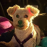 Rascal joined the competition — help win amazing prizes! dog, white_dog, pet, indoor, purple_harness, curly_fur, ears, sunlight, glowing, cozy, blanket, colorful_blanket, relaxed, animal, cute, small_dog, portrait, furry, companion, friendly