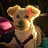 dog, white_dog, pet, indoor, purple_harness, curly_fur, ears, sunlight, glowing, cozy, blanket, colorful_blanket, relaxed, animal, cute, small_dog, portrait, furry, companion, friendly