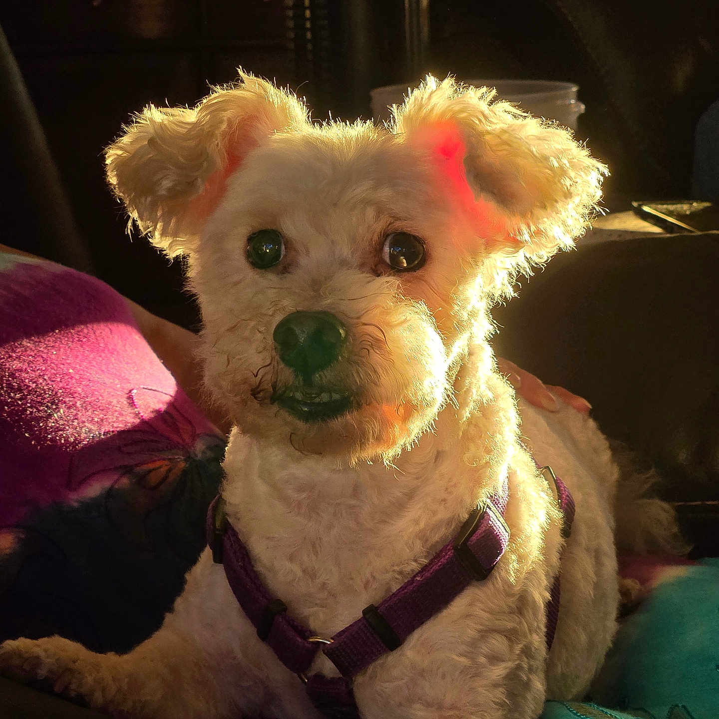 Rascal