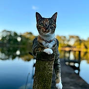 Josie Jo joined the competition — help win amazing prizes! animal, blue_sky, calm, cat, collar, daylight, dock, feline, greenery, lake, nature, outdoor, paw, pet, reflection, serene, sky, water, wildlife, wooden_post
