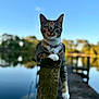 animal, blue_sky, calm, cat, collar, daylight, dock, feline, greenery, lake, nature, outdoor, paw, pet, reflection, serene, sky, water, wildlife, wooden_post