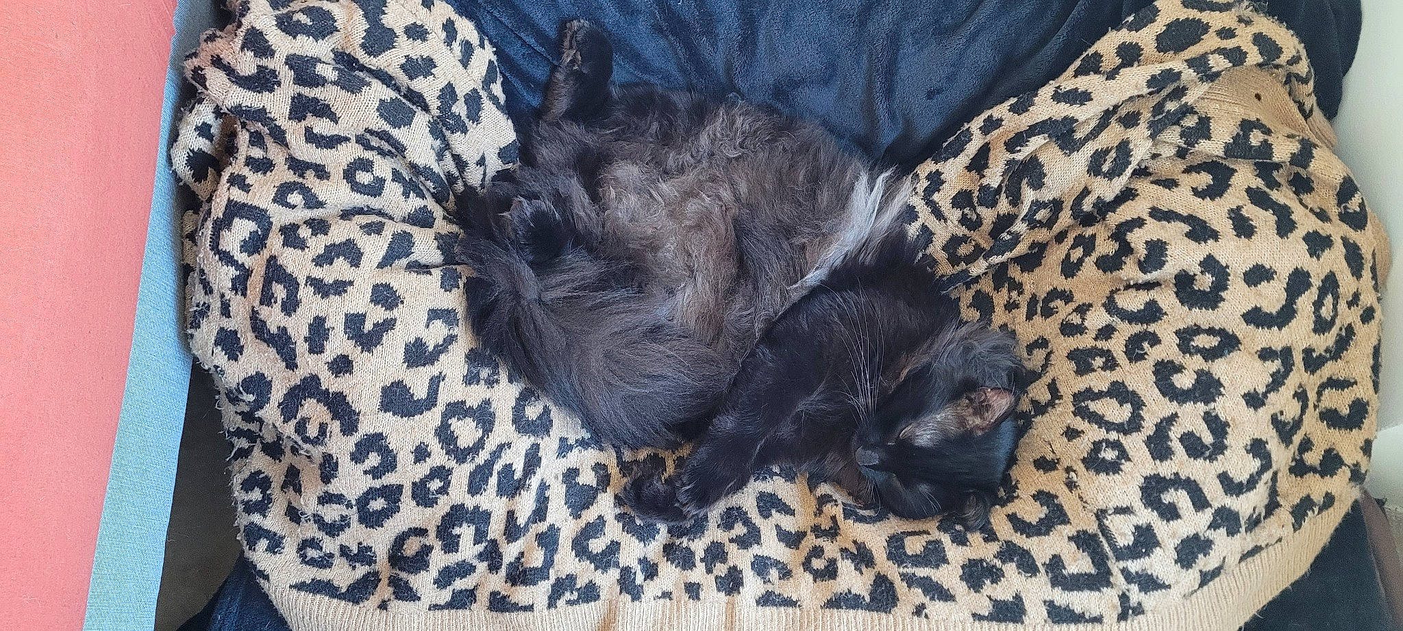 Willys participe au concours pour gagner de l'argent avec cette photo : black_cat, carnivore, claw, comfort, companion_dog, dog_breed, domestic_short_haired_cat, felidae, fur, grey, pattern, paw, small_to_medium_sized_cats, tail, terrestrial_animal, whiskers