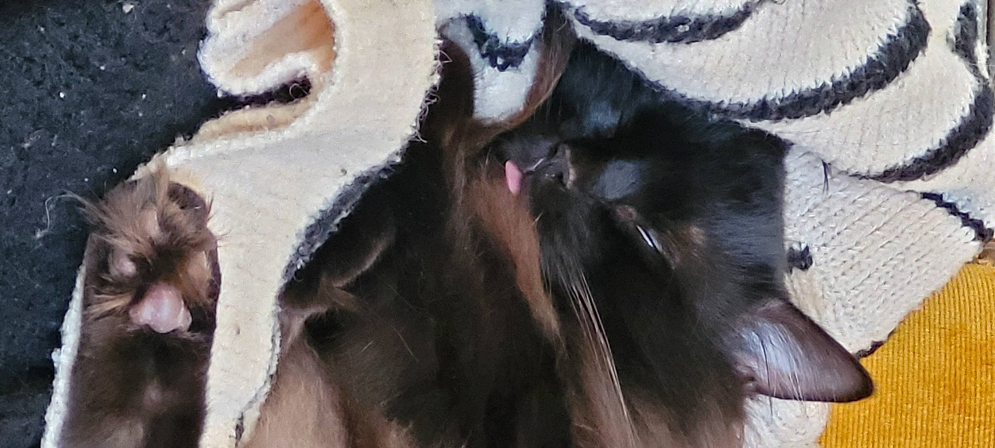 Willys a rejoint le concours — aidez-le/la à gagner de superbes lots ! art, bovine, close_up, cow_goat_family, fawn, felidae, fur, goat, goat_antelope, goats, herd, horn, livestock, natural_material, snout, terrestrial_animal, whiskers, wildlife, wood, working_animal