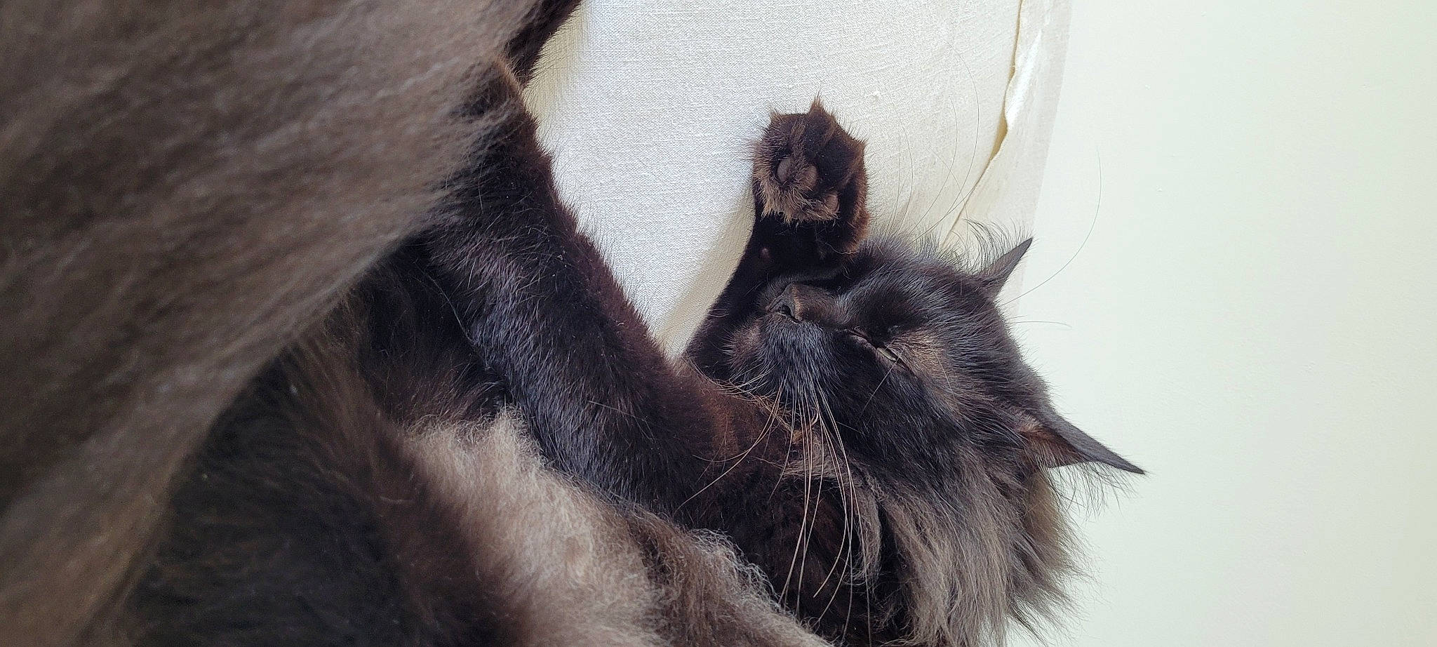 Willys a rejoint le concours — aidez-le/la à gagner de superbes lots ! black_cat, bombay, carnivore, cat, claw, dog_breed, domestic_short_haired_cat, ear, felidae, foot, fur, gesture, natural_material, paw, small_to_medium_sized_cats, snout, tail, terrestrial_animal, whiskers