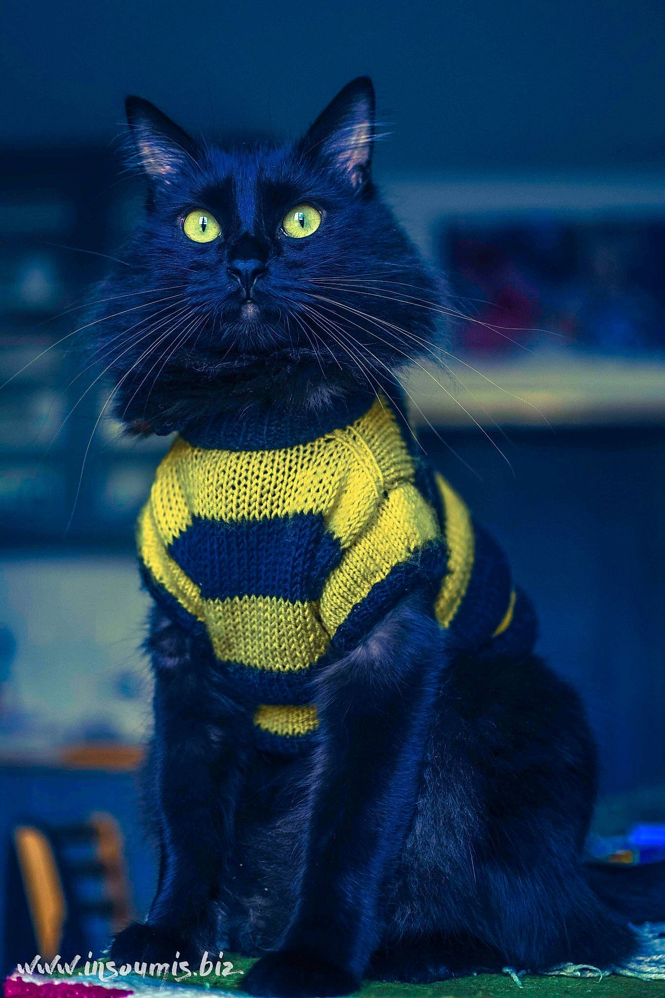 Willys a rejoint le concours — aidez-le/la à gagner de superbes lots ! asian, black_cat, blue, bombay, british_shorthair, carnivore, cat, domestic_short_haired_cat, felidae, kitten, mammal, sky, small_to_medium_sized_cats, snout, whiskers, yellow