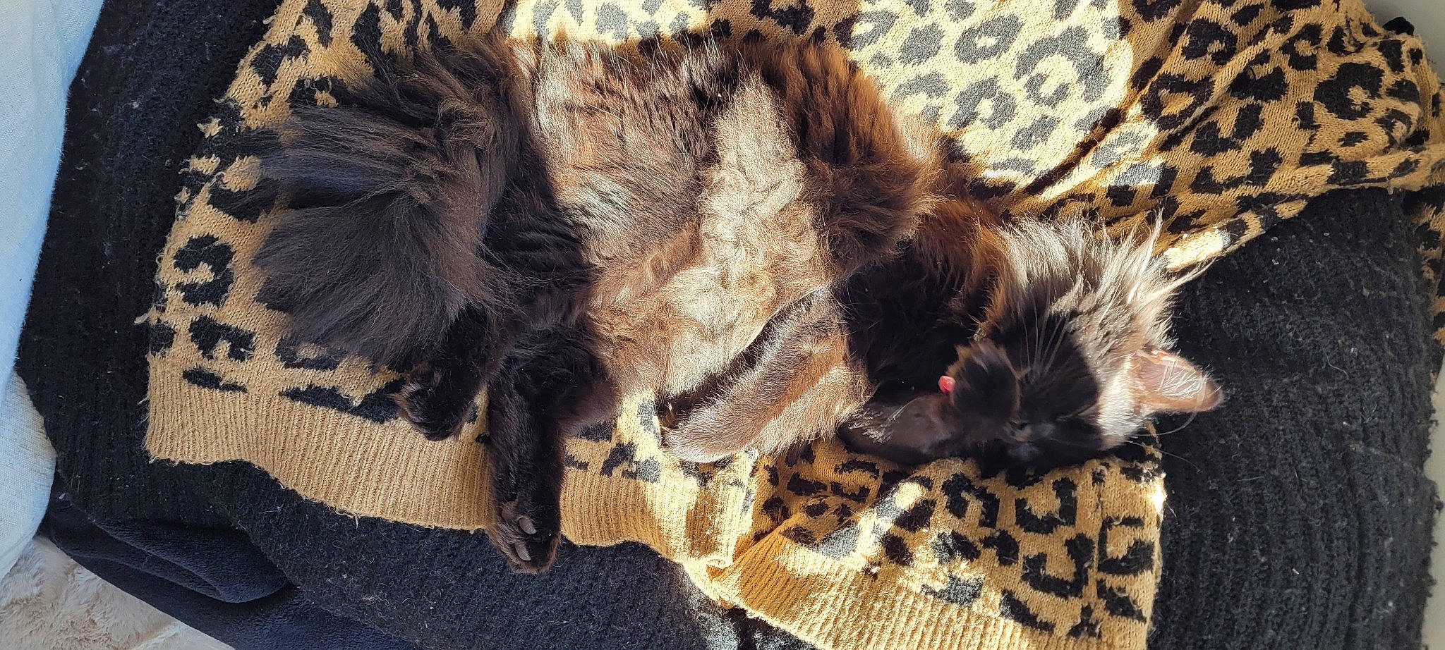 Willys participe au concours pour gagner de l'argent avec cette photo : canidae, carnivore, cat, claw, comfort, companion_dog, dog_breed, fawn, felidae, fur, human_leg, liver, natural_material, paw, small_to_medium_sized_cats, snout, sporting_group, tail, terrestrial_animal, whiskers