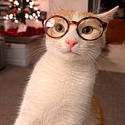 Elliott joined the competition — help win amazing prizes! cat, glasses, white_fur, orange_fur, pet, indoor, christmas_tree, bokeh, lights, holiday_decor, cute, whiskers, portrait, animal, mammal, feline, curious, closeup, glasses_frame, background_blur