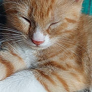 Krokmou a rejoint le concours — aidez-le/la à gagner de superbes lots ! animal, cat, closeup, cozy, cute, domestic_cat, ears, feline, fur, indoor, kitten, nap, orange_tabby, paws, pet, resting, sleeping, soft, texture, whiskers