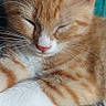 animal, cat, closeup, cozy, cute, domestic_cat, ears, feline, fur, indoor, kitten, nap, orange_tabby, paws, pet, resting, sleeping, soft, texture, whiskers