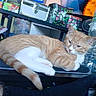 black_sock, bottle, box, cat, clutter, foot, furniture, indoor, lying_down, orange_cat, pet, relaxed, resting, room, screen, sock, table, television, video_game, white_cat