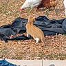 animal, backyard, brown_chicken, cat, chair, chicken, curious, daylight, furniture, grass, ground, leaves, nature, orange_cat, outdoor, patio, pets, plants, relaxation, white_chicken