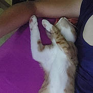 Krokmou participe au concours pour gagner de l'argent avec cette photo : arm, casual, cat, cozy, decoration, furniture, home, indoor, lamp, living_room, nap, orange_and_white, person, purple_bed, quiet, relaxed, resting, sleeping, soft_lighting, striped_cat