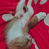 animal, blanket, cat, cozy, cute, feline, fur, heart_pattern, indoor, kitten, orange_cat, paw, pet, red_blanket, relaxed, resting, sleeping, soft, white_fur, young_cat