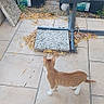 Krokmou participe au concours pour gagner de l'argent avec cette photo : animal, backyard, cat, chicken, curious, daylight, domestic, fence, garden, grass, greenery, nature, orange_cat, outdoor, patio, pet, plant_trays, potted_plants, tile_floor, white_cat_paws