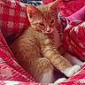 bedroom, blanket, cat, checkered_pattern, cozy, cute, drawer, floral_pattern, fur, furniture, indoor, kitten, orange_cat, paw, pet, red_blanket, relaxation, resting, whiskers, young_animal