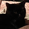 black_cat, cat, pet, animal, bed, blanket, indoor, feline, whiskers, ears, fur, resting, dark, shadow, closeup, cozy, sleepy, domestic_animal, pink_blanket, brown_blanket