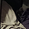 Nisha is registered to the contest to win money with this photo: cat, black_cat, blanket, clothing, dark, shadow, cozy, indoor, fabric, soft, hidden, peeking, pet, animal, home, resting, feline, wrapped, texture, quiet