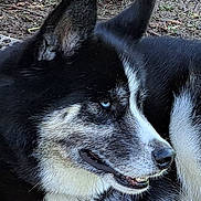 Kiko joined the competition — help win amazing prizes! animal, black_and_white, blue_eyes, canine, close_up, collar, dog, ears, earth, fur, grass, husky, leaf, nature, nose, outdoor, pet, portrait, side_view, smiling