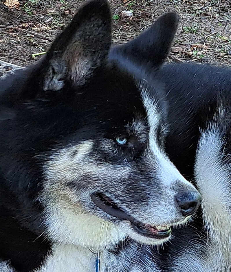 Kiko