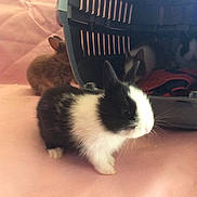 Bobette participe au concours pour gagner de l'argent avec cette photo : cat, domestic_rabbit, ear, fur, rabbit, rabits_and_hares, skin, snout, whiskers