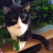 Bouba a rejoint le concours — aidez-le/la à gagner de superbes lots ! aegean_cat, cat, cat_like_mammal, domestic_long_haired_cat, domestic_short_haired_cat, european_shorthair, norwegian_forest_cat, small_to_medium_sized_cats, snout, whiskers