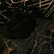 Crunchy participe au concours pour gagner de l'argent avec cette photo : animal, bed, bedding, black, black_cat, cat, comfort, cozy, eyes, feline, fur, gold, indoor, lying_down, marble_pattern, pet, pillow, resting, soft, whiskers