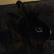 Lyly participe au concours pour gagner de l'argent avec cette photo : black, darkness, fur, snout, whiskers, wildlife