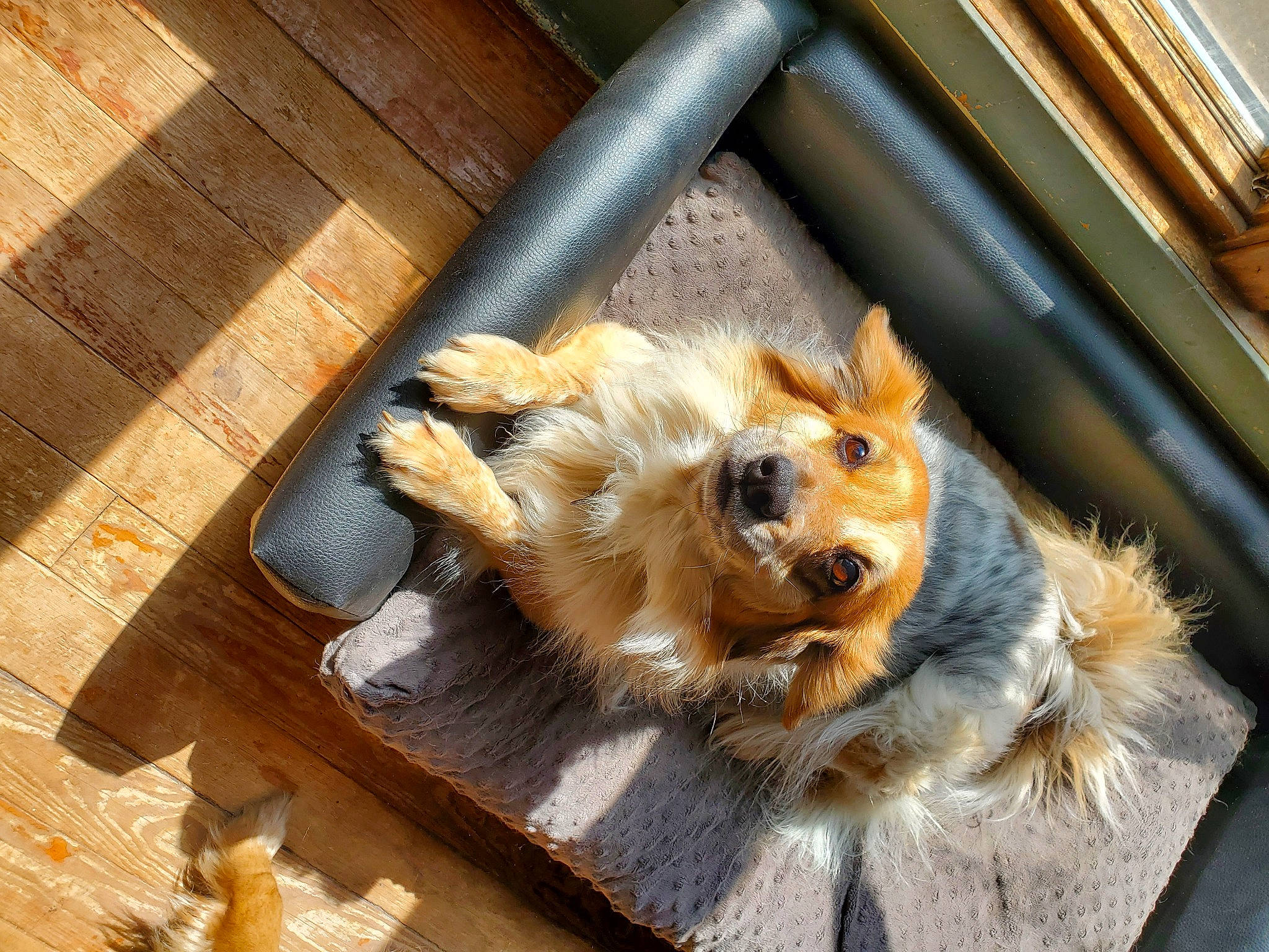 Kali joined the competition — help win amazing prizes! carnivore, companion_dog, dog, dog_breed, fawn, felidae, flooring, fur, german_spitz, hardwood, plank, spitz, sporting_group, toy_dog, varnish, whiskers, window, wood, wood_flooring, wood_stain