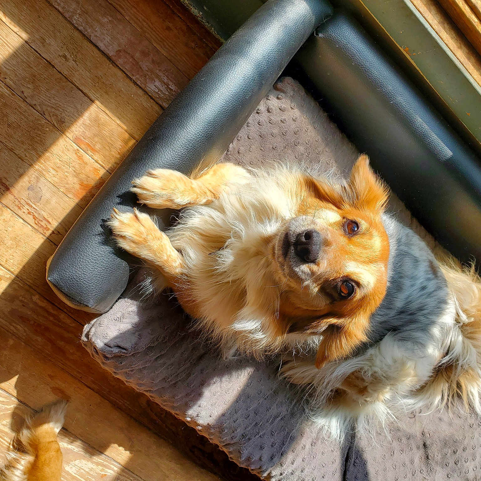 Kali