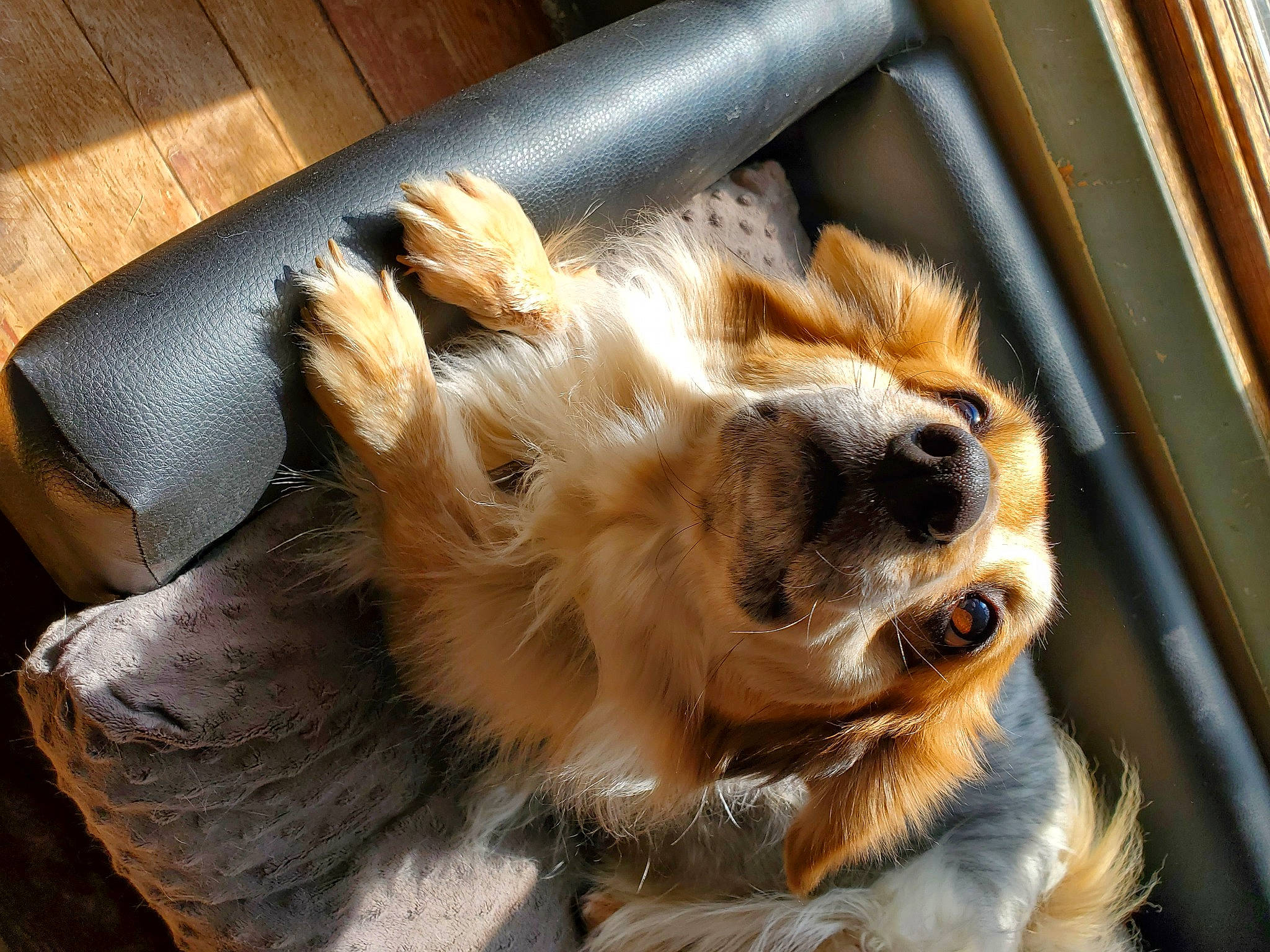 Kali is registered to the contest to win money with this photo: canidae, carnivore, cavalier_king_charles_spaniel, chihuahua, claw, companion_dog, dog, dog_breed, ear, felidae, fur, paw, sporting_group, sunglasses, terrestrial_animal, toy_dog, whiskers, window, wood, working_animal